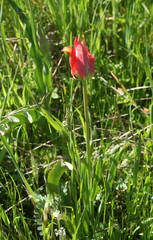 Tulipa agenensis