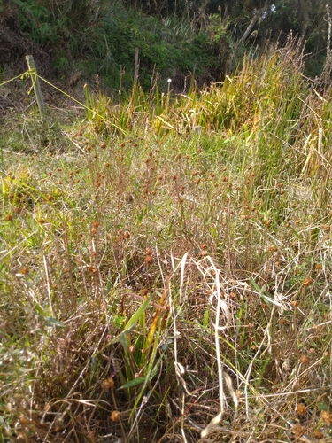 Xyris formosana (Xyris formosana)