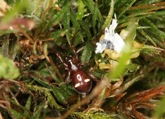 Asagena americana