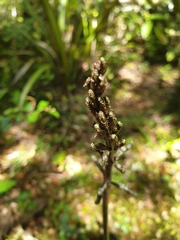Gastrodia cunninghamii