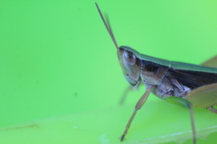 Dichromorpha australis