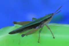 Dichromorpha australis