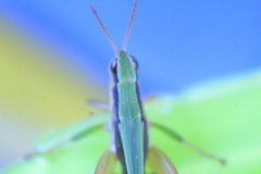 Dichromorpha australis