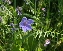 Erodium gruinum
