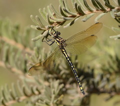 Eusynthemis virgula