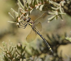 Eusynthemis virgula
