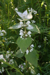Lamium moschatum