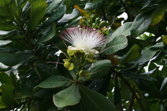 Barringtonia