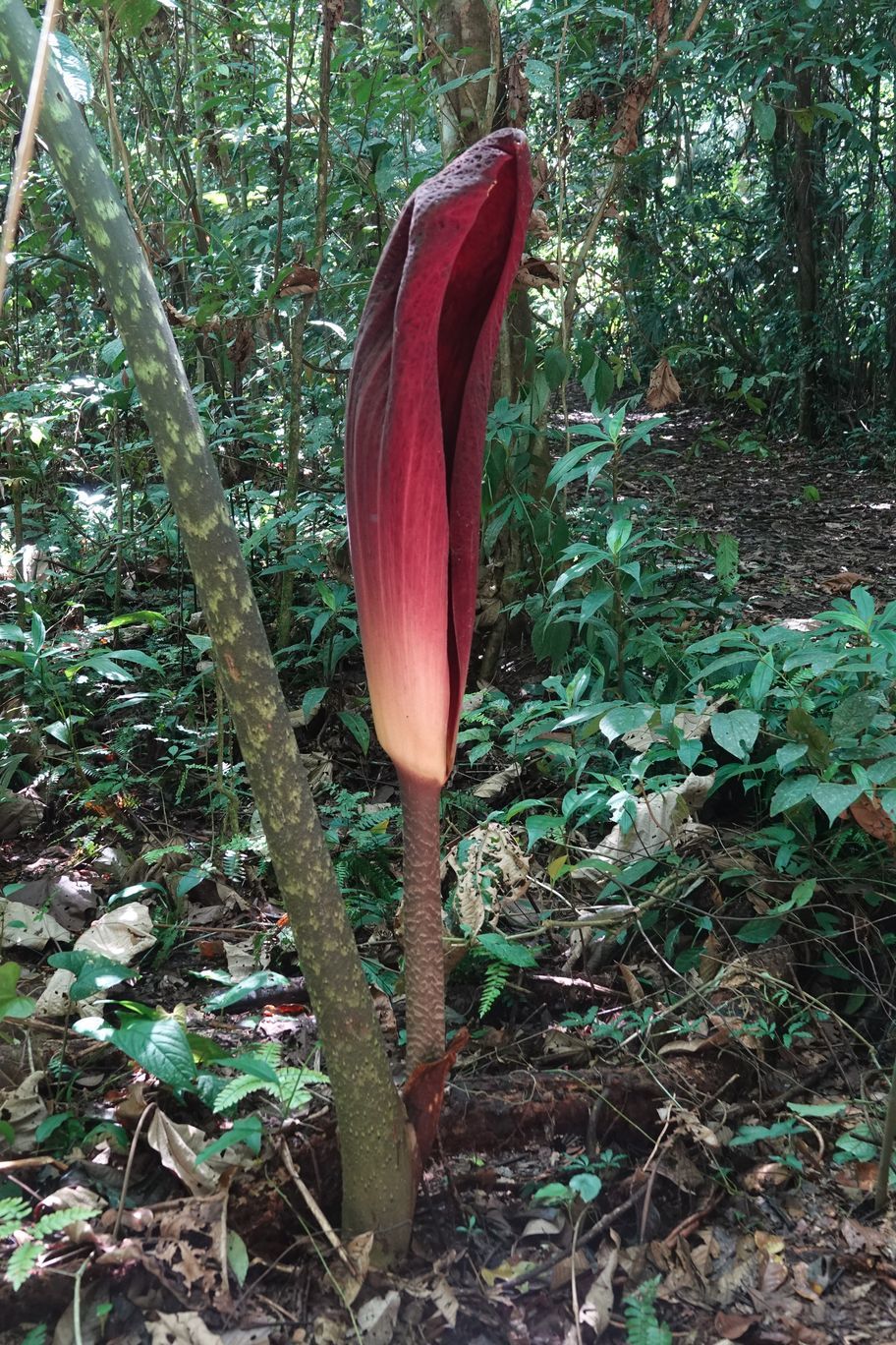 Abacaxi-do-brejo
