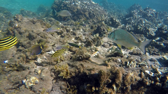 Acanthurus dussumieri