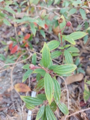 Pleroma semidecandrum