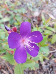 Pleroma semidecandrum