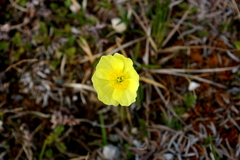 Papaver radicatum