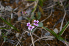 Cardamine purpurea