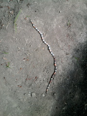 Micrurus dissoleucus