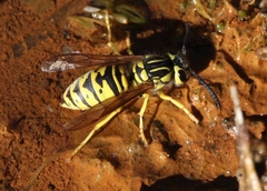 Vespula sulphurea