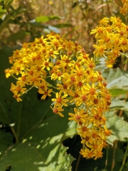 Senecio otites