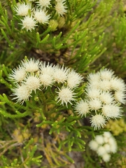 Brunia paleacea