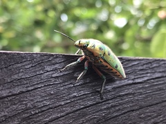 Scutellera