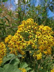 Senecio otites