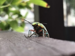 Scutellera