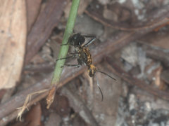 Polyrhachis semiaurata