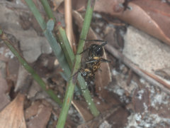 Polyrhachis semiaurata