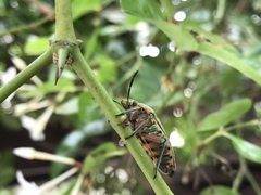 Scutellera