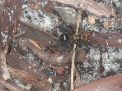 Polyrhachis semiaurata