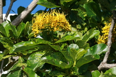 Deplanchea tetraphylla