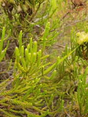 Brunia paleacea