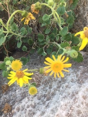 Perityle leptoglossa