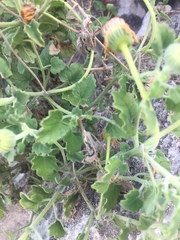 Perityle leptoglossa