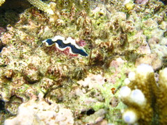 Tridacninae