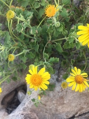 Perityle leptoglossa