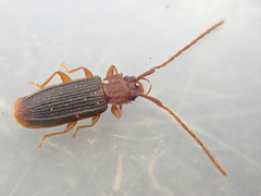 Uleiota truncata