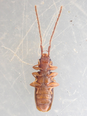 Uleiota truncata