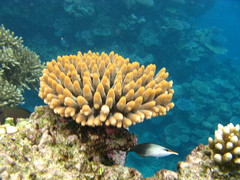 Acropora spathulata
