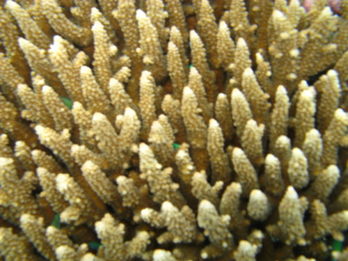Acropora spathulata
