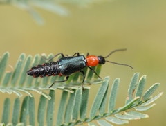 Carphurus cyanopterus