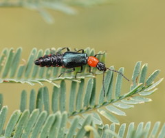 Carphurus cyanopterus