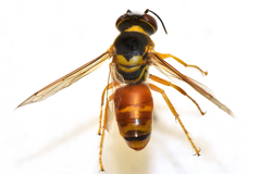 Bembix aureofasciata