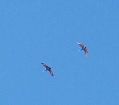 Grus canadensis image