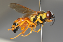 Bembix aureofasciata