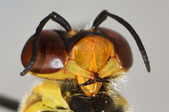 Bembix aureofasciata