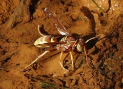 Polistes dorsalis californicus