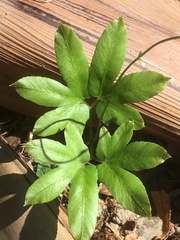Lygodium japonicum