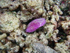 Fungia fungites