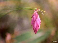 Johnsonia teretifolia