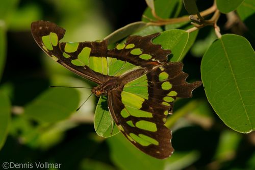 Malachite photo 3